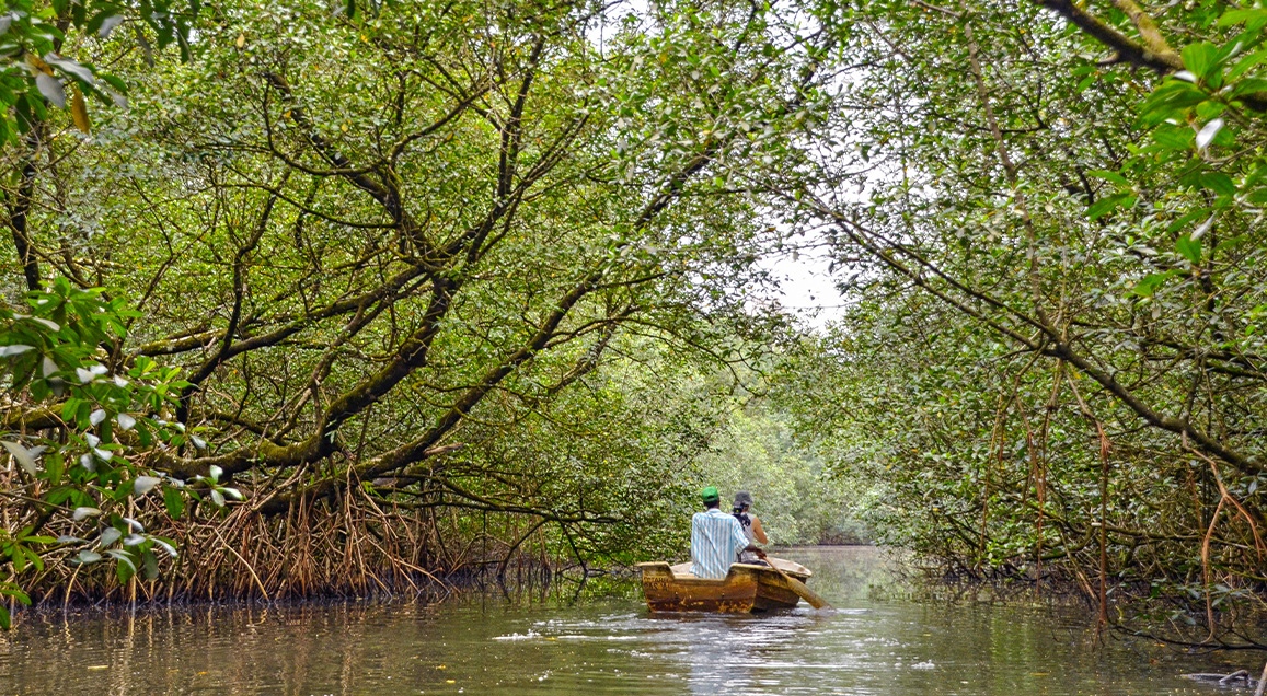 Barque naviguant dans la mangrove