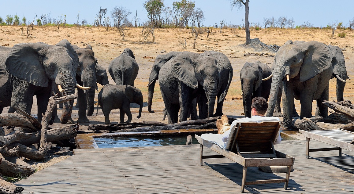 Au premier plan, un homme sur un transat, près d'une piscine. Devant lui se trouve un troupeau d'éléphant. Paysage désertique.