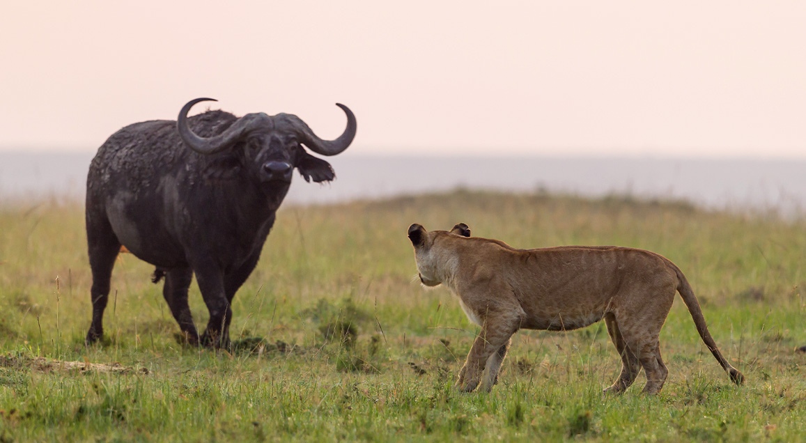Lionne prête à bondir sur un buffle. Lumière de fin de journée.