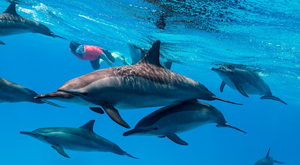 Femme nageant avec des dauphins