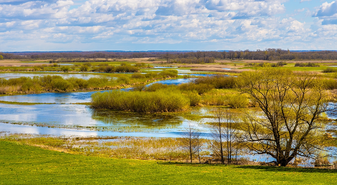 Vue des marais en Pologne