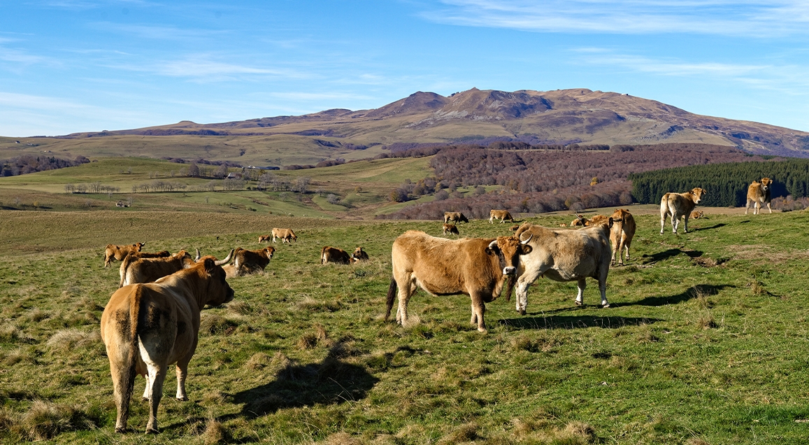 Troupeau de vache devant les monts Cézallier.