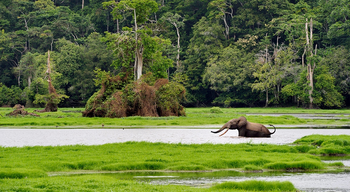 Éléphant se baignant dans une lagune devant une forêt.
