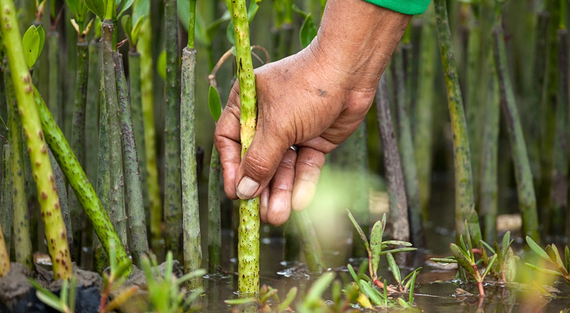 Gros plan sur une main lors de plantation de mangrove.