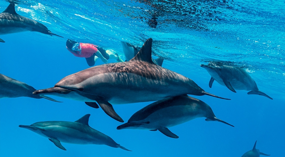 Femme nageant avec des dauphins